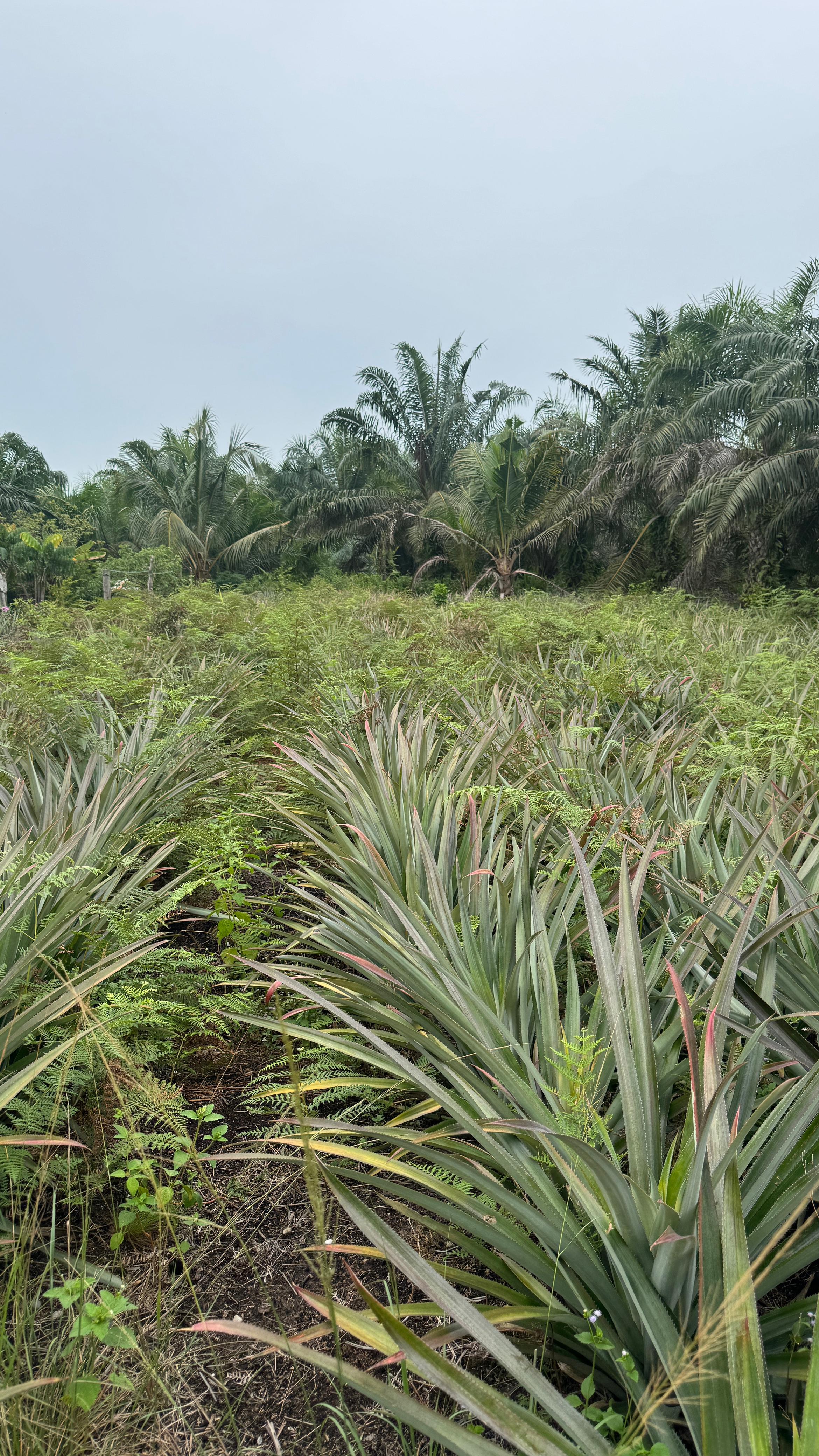 Kebun Nanas di Kampung Teluk Mesjid