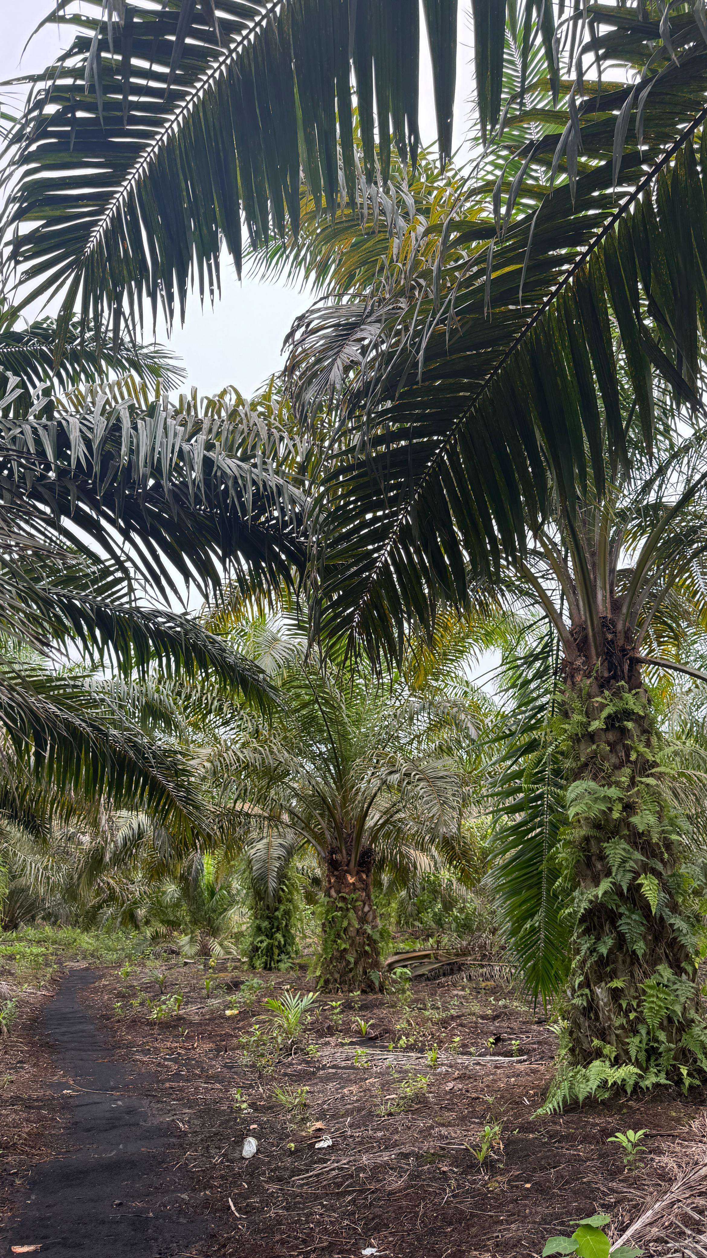 Kebun Sawit di Kampung Teluk Mesjid