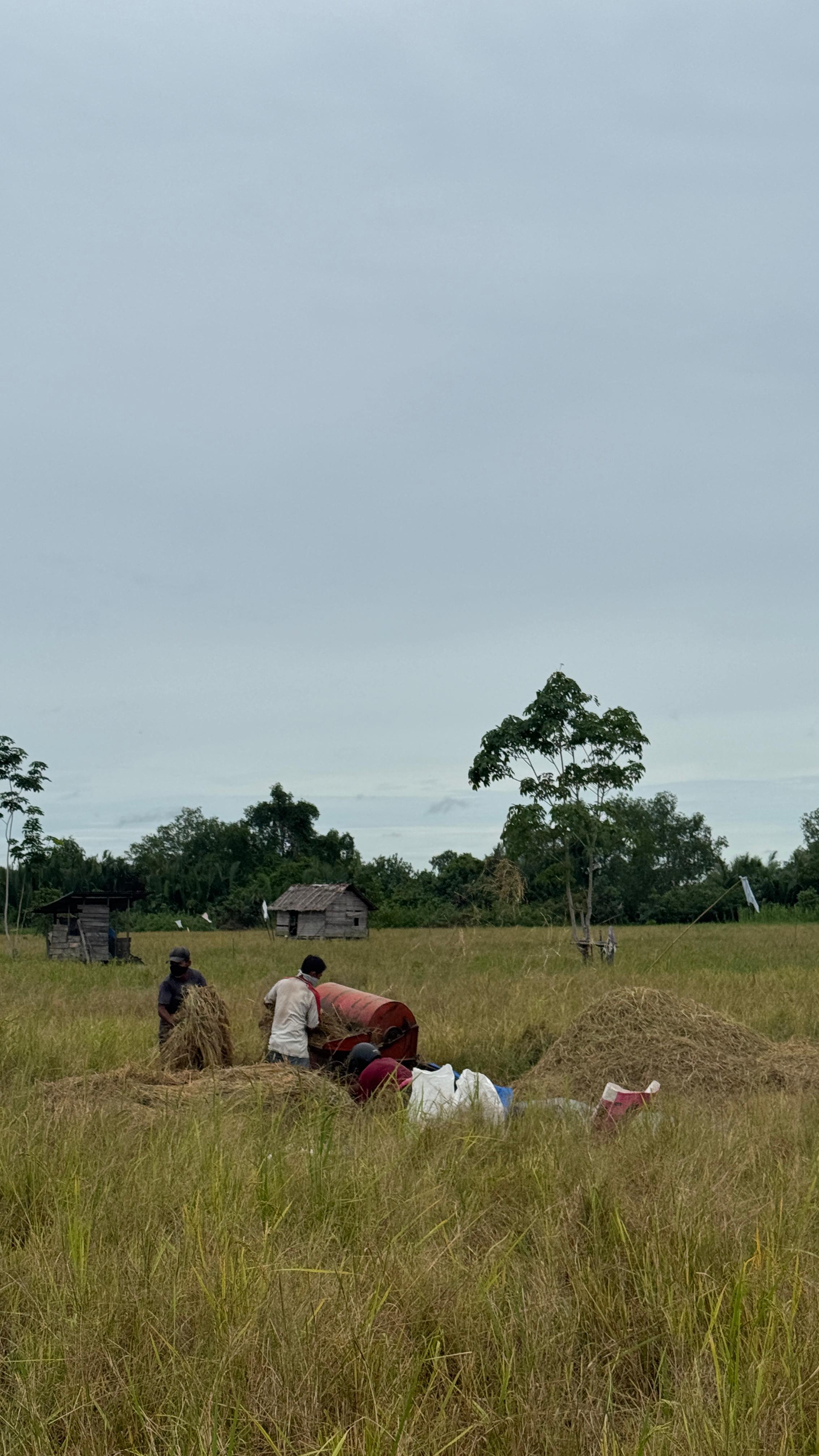 Ladang Padi di Kampung Teluk Mesjid
